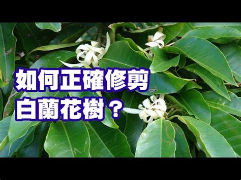 玉蘭樹風水|【玉蘭花 風水】玉蘭花的美麗與風水禁忌，種植前必看！